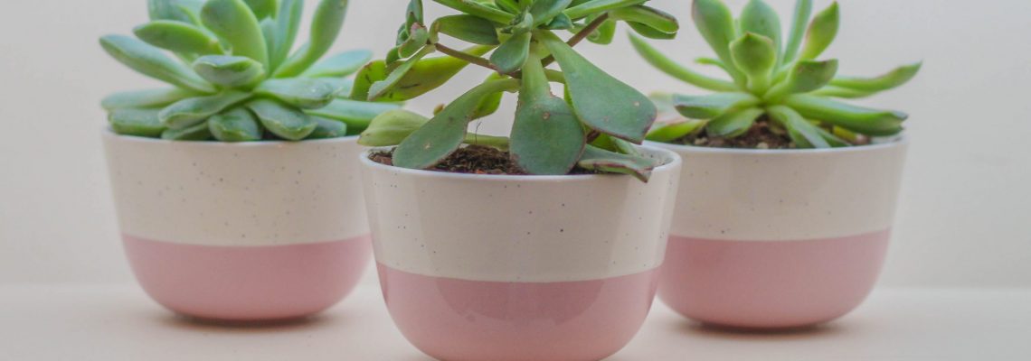 three succulents in pink pots