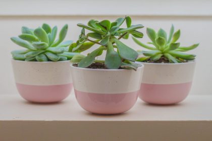 three succulents in pink pots