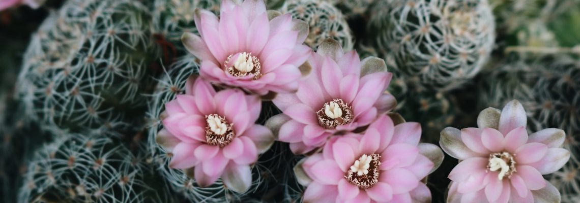 flowering cactus with pink blooms