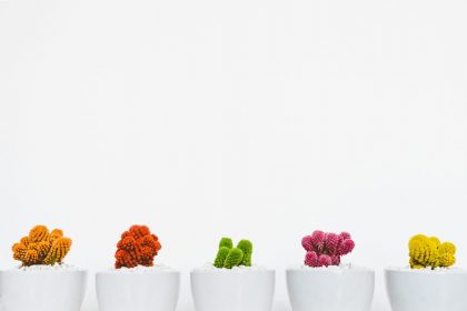 a row of brightly coloured cacti
